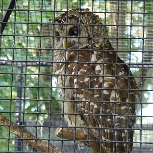 Barred Owl