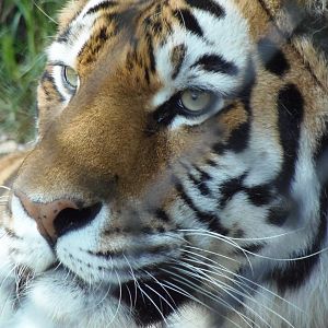 Changbai the Amur Tiger