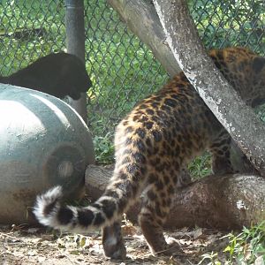 Spotted and Melanistic Amur Leopard Cubs