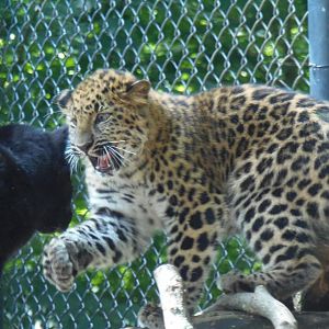 Amur Leopard Cubs Playing