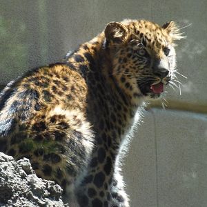 Amur Leopard Cub