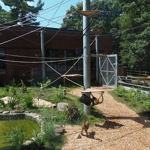 New Black-Handed Spider Monkey Exhibit