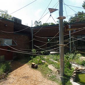 New Black-Handed Spider Monkey Exhibit