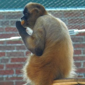 Black-Handed Spider Monkey