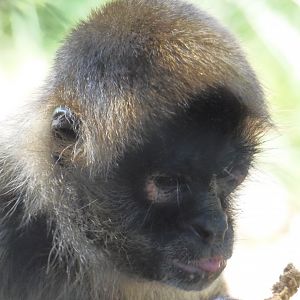 Black-Handed Spider Monkey