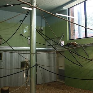 New Black-Handed Spider Monkey Indoor Exhibit