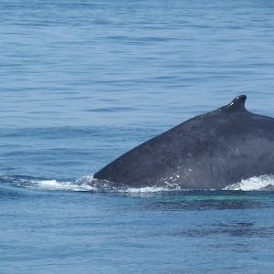 Humpback Whale