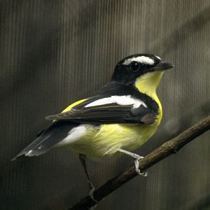 Yellow-rumped flycatcher