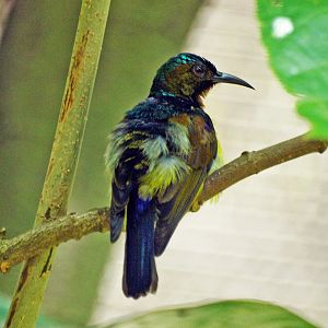 Brown-throated sunbird