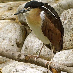 Rufous night heron