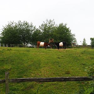 Dutch belted or Lakenvelder cattle pasture, 2019-07-21