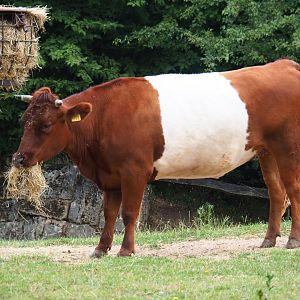 Dutch belted or Lakenvelder cattle (Bos taurus taurus), 2019-07-21