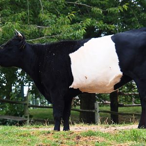 Dutch belted or Lakenvelder cattle (Bos taurus taurus), 2019-07-21