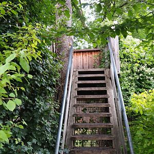 Small elevated Barbary macaque viewing area, 2019-07-21