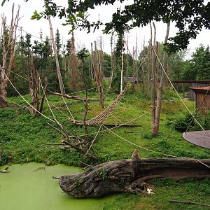 Part of the Barbary macaque exhibit, 2019-07-21