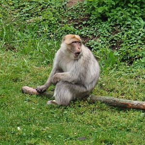Barbary macaque (Macaca sylvanus), 2019-07-21