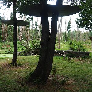 Part of the Barbary macaque exhibit, 2019-07-21