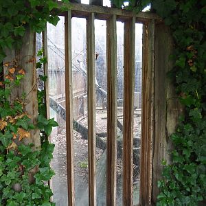Viewing window into Barbary macaque holding, 2019-07-21