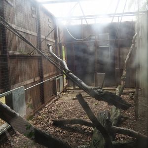 Barbary macaque holding, 2019-07-21