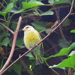 European greenfinch (Chloris chloris), 2019-07-21