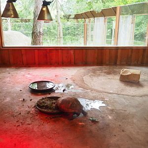 Hermann's tortoise indoor housing, 2019-07-21