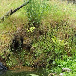 Possible North American beaver den, 2019-07-21