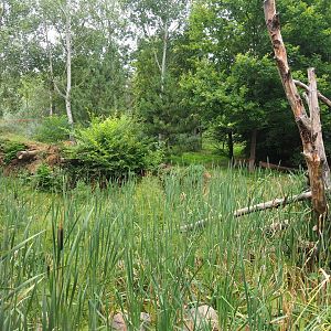 Part of the Eurasian lynx exhibit, 2019-07-21