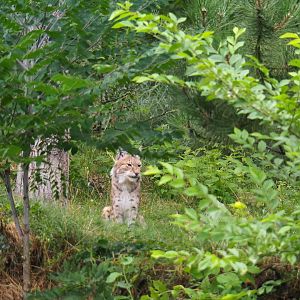 Eurasian lynx (Lynx lynx lynx) among lush vegetation, 2019-07-21