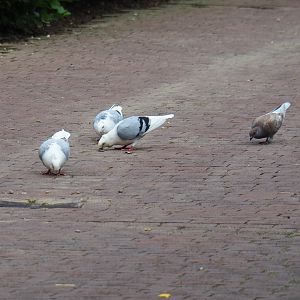 Limburg farm yard - Old Dutch gull pigeons (Columba livia domestica) foraging on the road, 2019-07-21