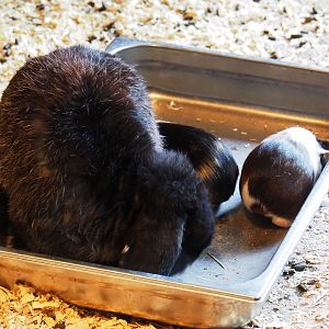 Limburg farm yard - Lop-eared rabbit (Oryctolagus cuniculus) and guinea pigs (Cavia porcellus) in feeding tray, 2019-07-21