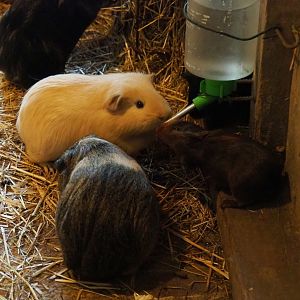 Limburg farm yard - Guinea pigs (Cavia porcellus), 2019-07-21