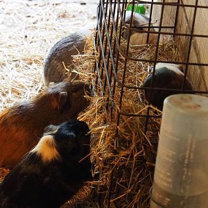 Limburg farm yard - Guinea pigs (Cavia porcellus), 2019-07-21