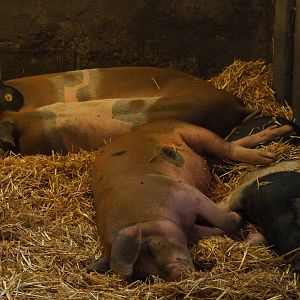 Sleeping Livar pigs (Sus scrofa domestica), 2019-07-21