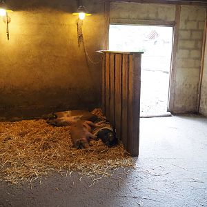 Limburg farm yard - Livar pigsty, 2019-07-21