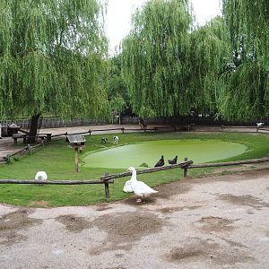 Limburg farm yard - Petting zoo paddock, 2019-07-21