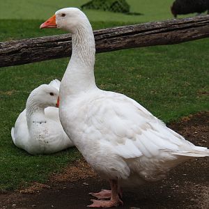 Limburg farm yard - Domestic goose (Anser anser domesticus), 2019-07-21
