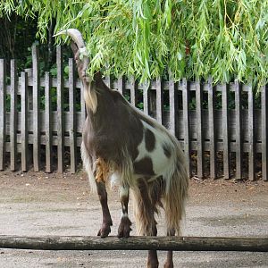 Limburg farm yard - Goat (Capra aegagrus hircus) browsing on weeping willow leaves, 2019-07-21