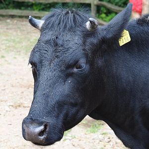 Limburg farm yard - Dutch belted or Lakenvelder cattle (Bos taurus taurus), 2019-07-21