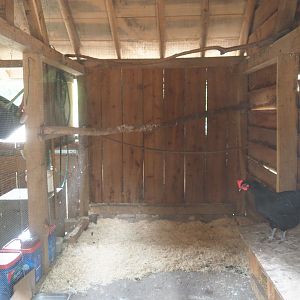 Limburg farm yard - View into chicken coop, 2019-07-21