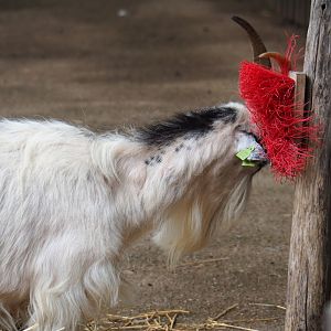 Limburg farm yard - Goat (Capra aegagrus hircus) using brush, 2019-07-21
