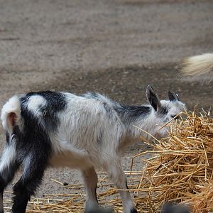 Limburg farm yard - Goat kid (Capra aegagrus hircus), 2019-07-21