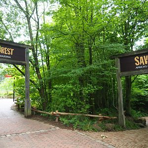 Accesses to Rainforest and Savanna sections, 2019-07-21