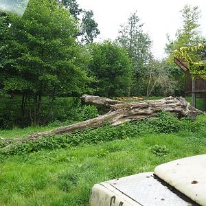 African lion exhibit - View from Safari vehicle, 2019-07-21