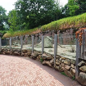 Meerkat and Indian crested porcupine exhibit, 2019-07-21