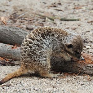 Meerkat (Suricata suricatta) scratching tree bark, 2019-07-21