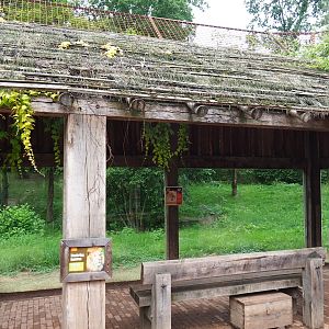 African lion viewing area, 2019-07-21