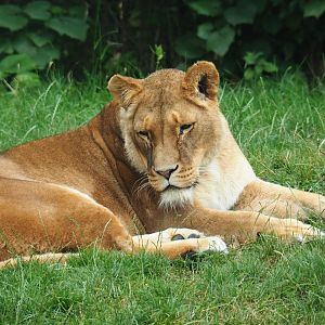 African lioness (Panthera leo), 2019-07-21