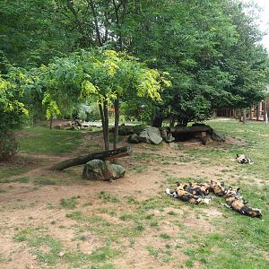 African hunting dog exhibit, 2019-07-21