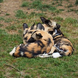 African hunting dogs (Lycaon pictus), 2019-07-21