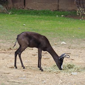 Melanistic springbok (Antidorcas marsupialis), 2019-07-21